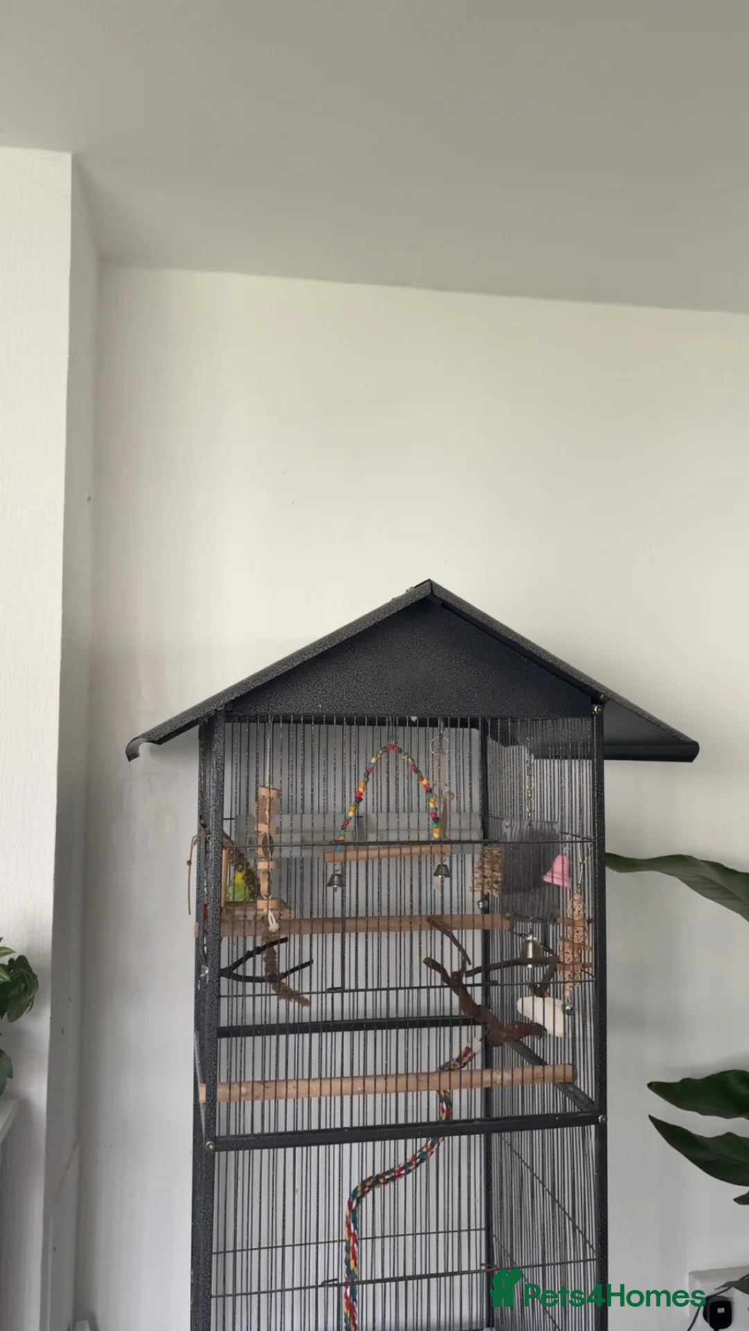 Budgerigars birds for sale: Male budgie - Advert 3