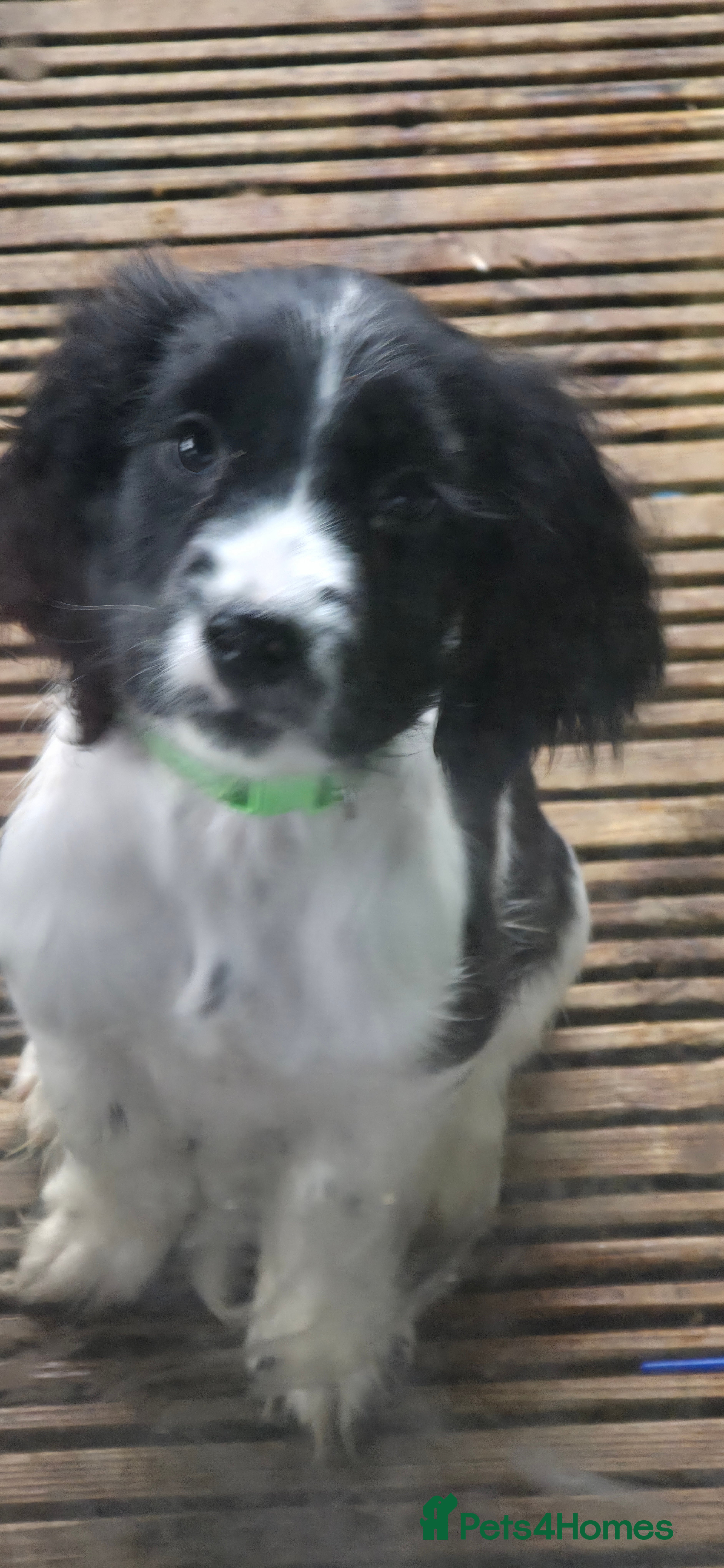 Sprocker dogs SPANIEL PUPS ** LAST 1 ** - Advert 2