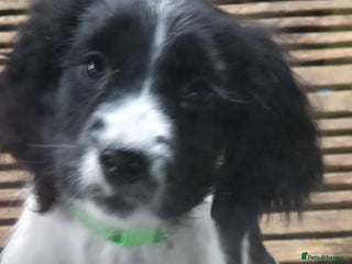 Sprocker dogs SPANIEL PUPS ** LAST 1 ** - Advert 4