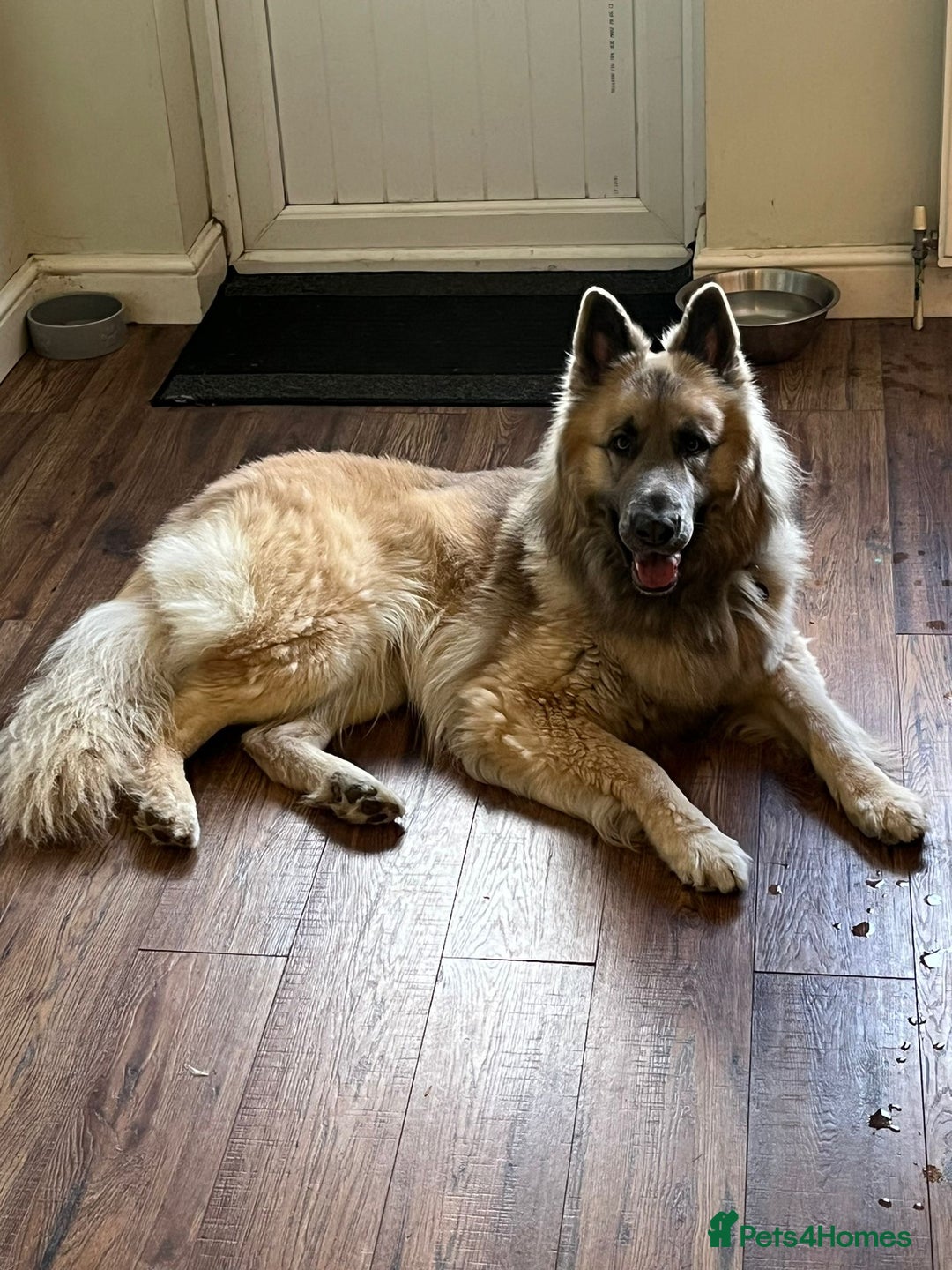 German Shepherd dogs for sale: Zeus German shepherd was  4 years old in July  - Image 5