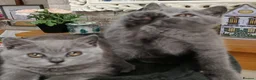 British Shorthair cats for sale: Beautiful kittens - Advert 3