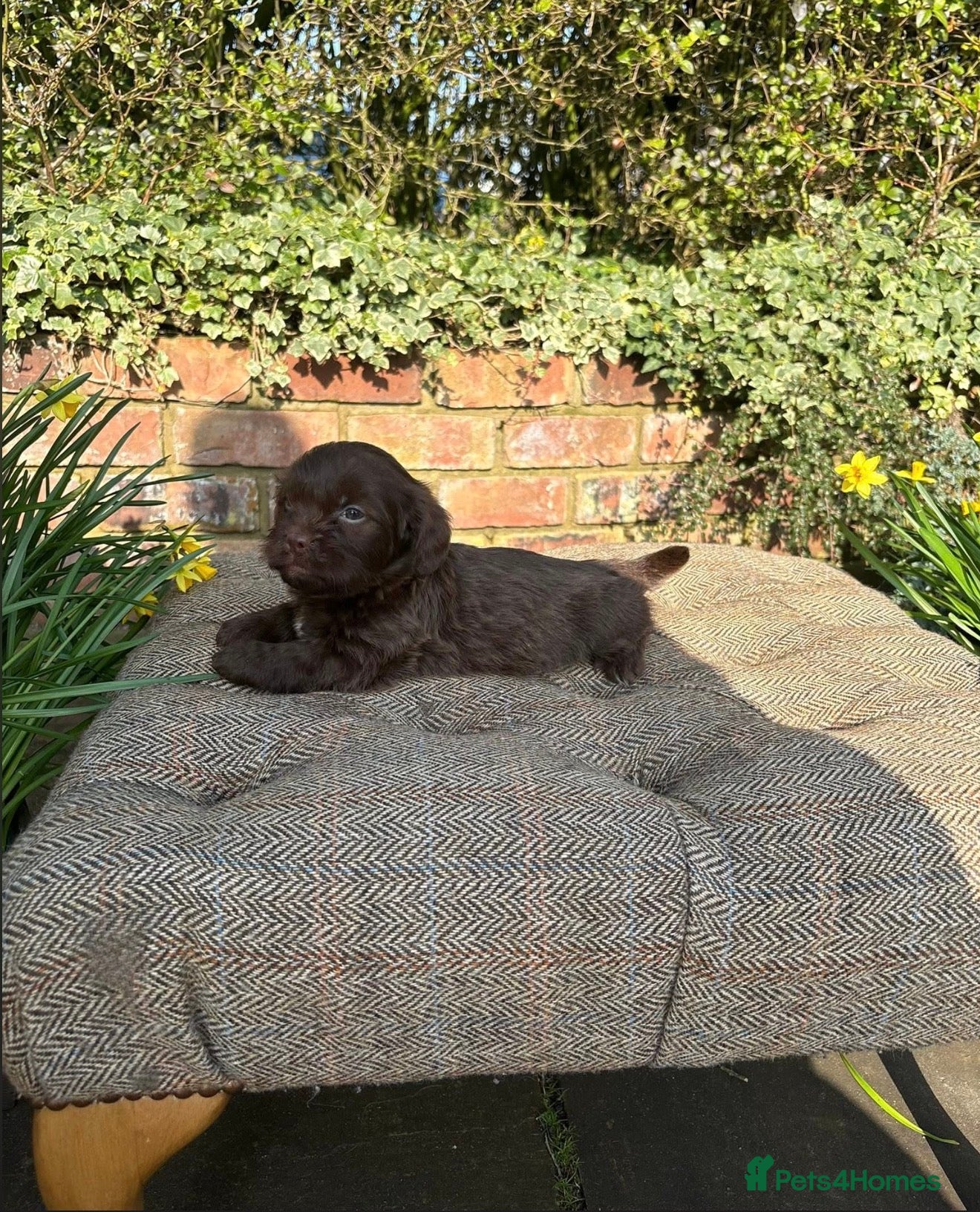 Mixed Breed dogs Outstanding Shithunds  - Advert 4