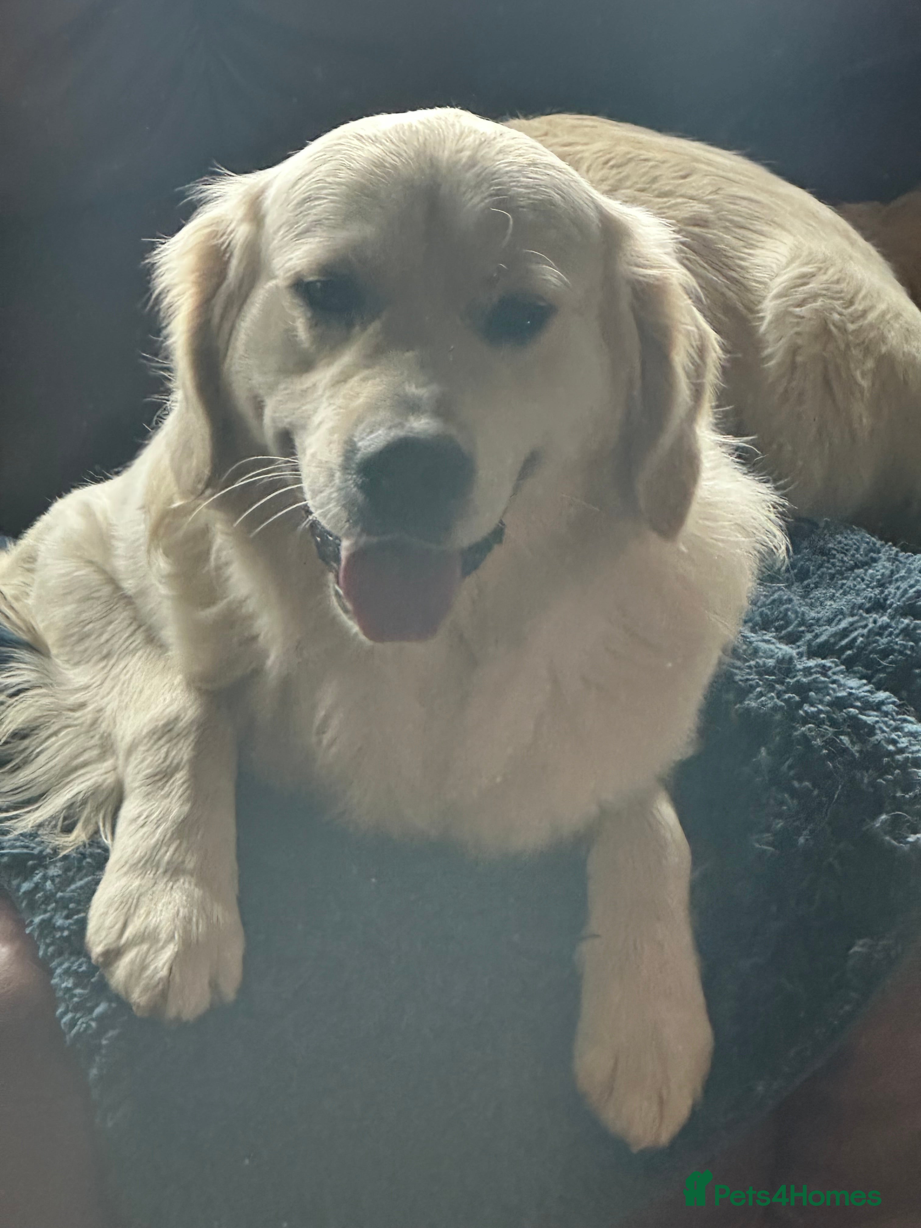 Golden Retriever dogs Kc registered and health tested stud dog  - Advert 5