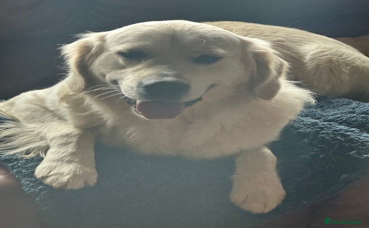 Golden Retriever dogs - Advert 1