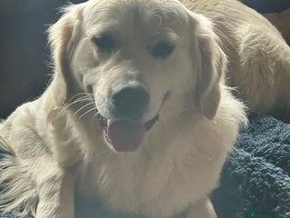 Golden Retriever dogs - Advert 1