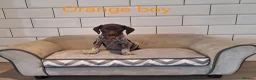 German Shorthaired Pointer dogs for sale: 🤎🤍 KC reg German Shorthaired Pointers 🤍🤎 - Advert 13