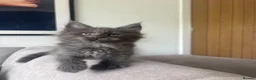 Maine Coon cats for sale: Maine Coon Kittens Russian & European Champ Lines  - Advert 11