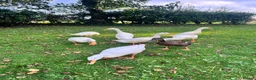 Ducks poultry for sale: White Indian Runner Drakes  - Advert 3