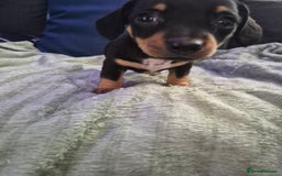 Mixed Breed dogs for sale: Mini dachshund cross puppies  - Image 3