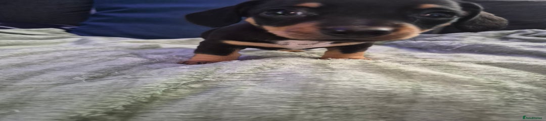 Mixed Breed Puppy 5