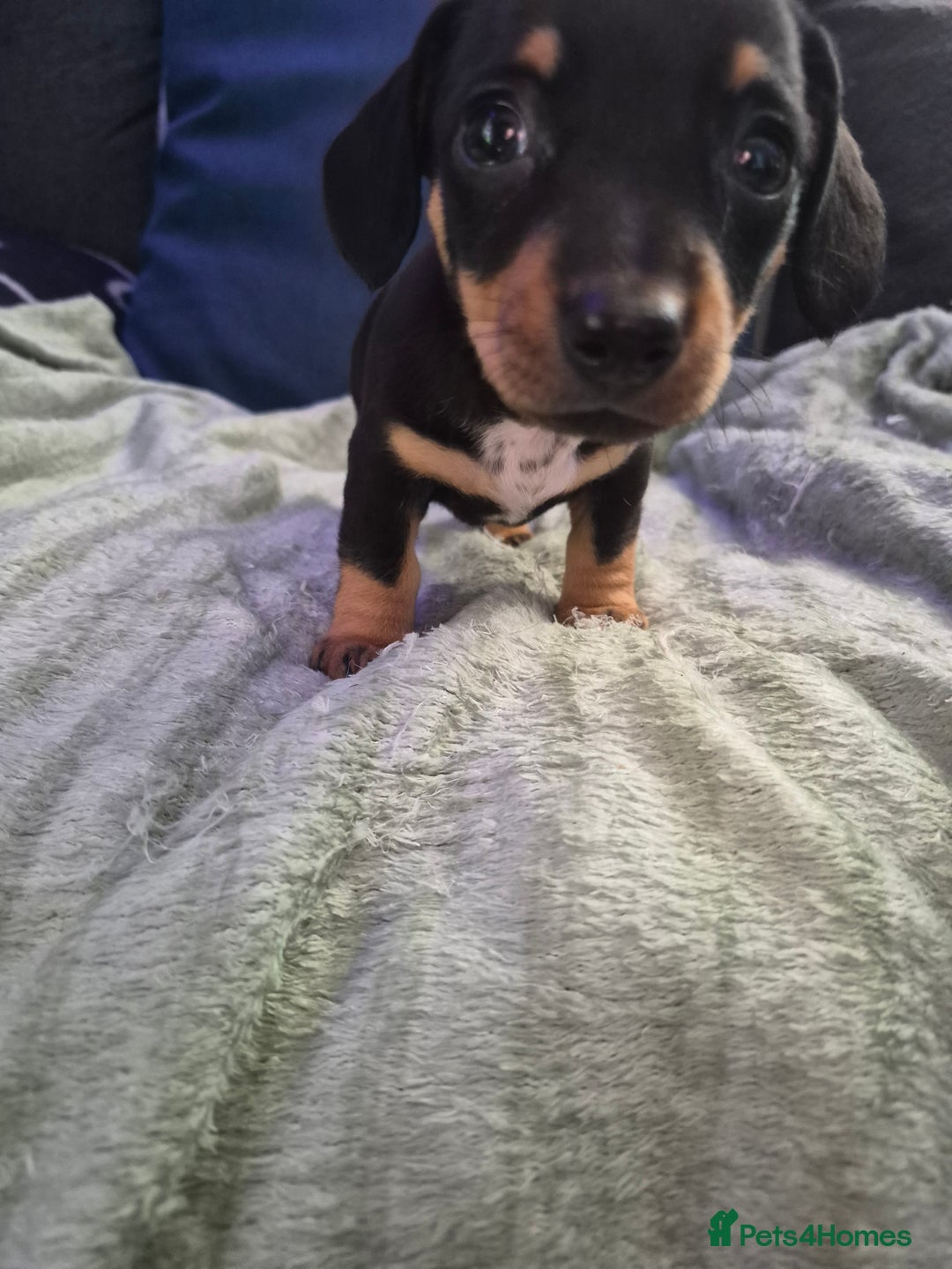 Mixed Breed dogs for sale: Mini dachshund cross puppies  - Image 3
