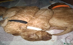 Cavapoo dogs for sale: Cavapoo - Image 6
