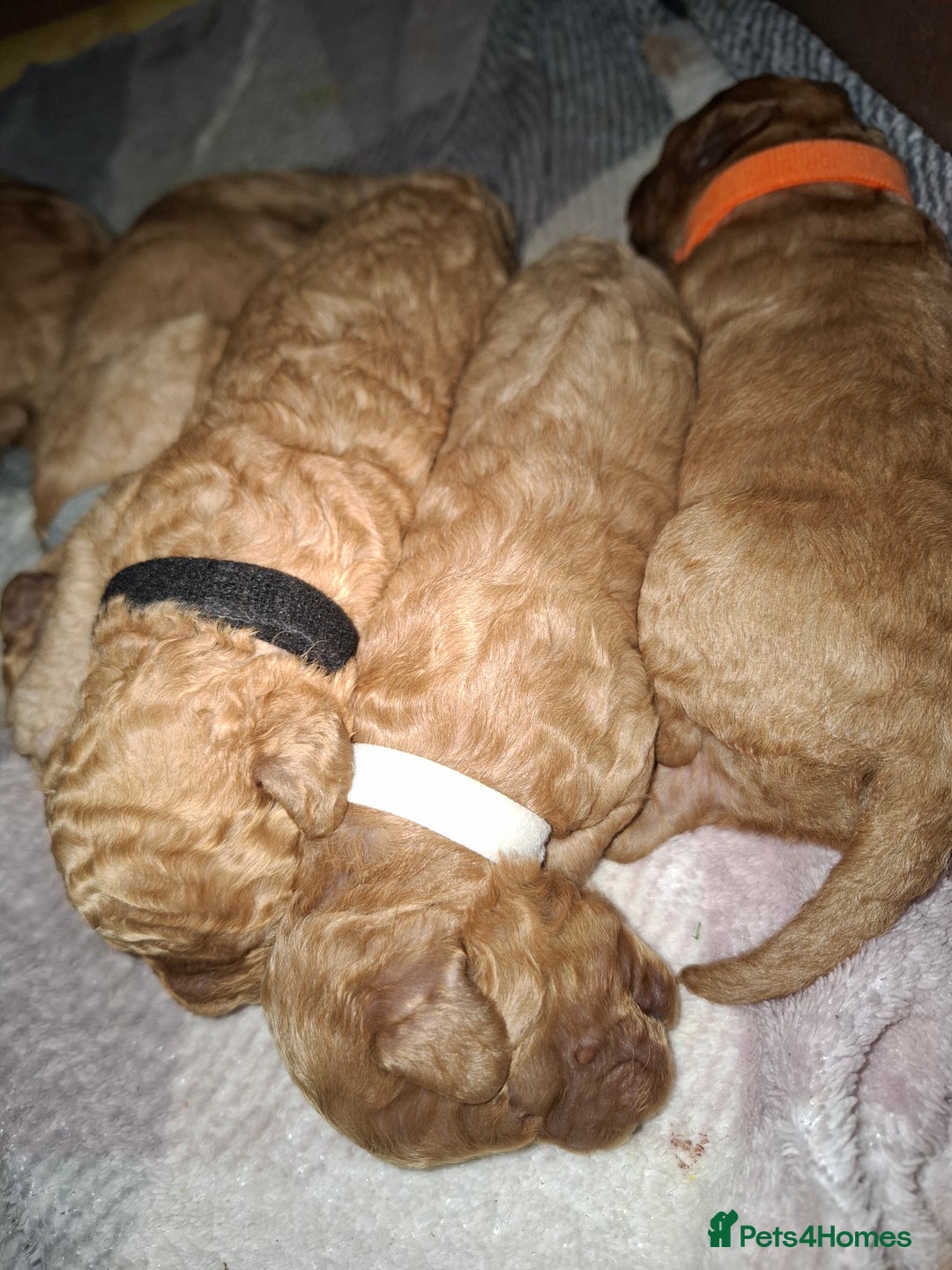 Cavapoo dogs for sale: Cavapoo - Image 6