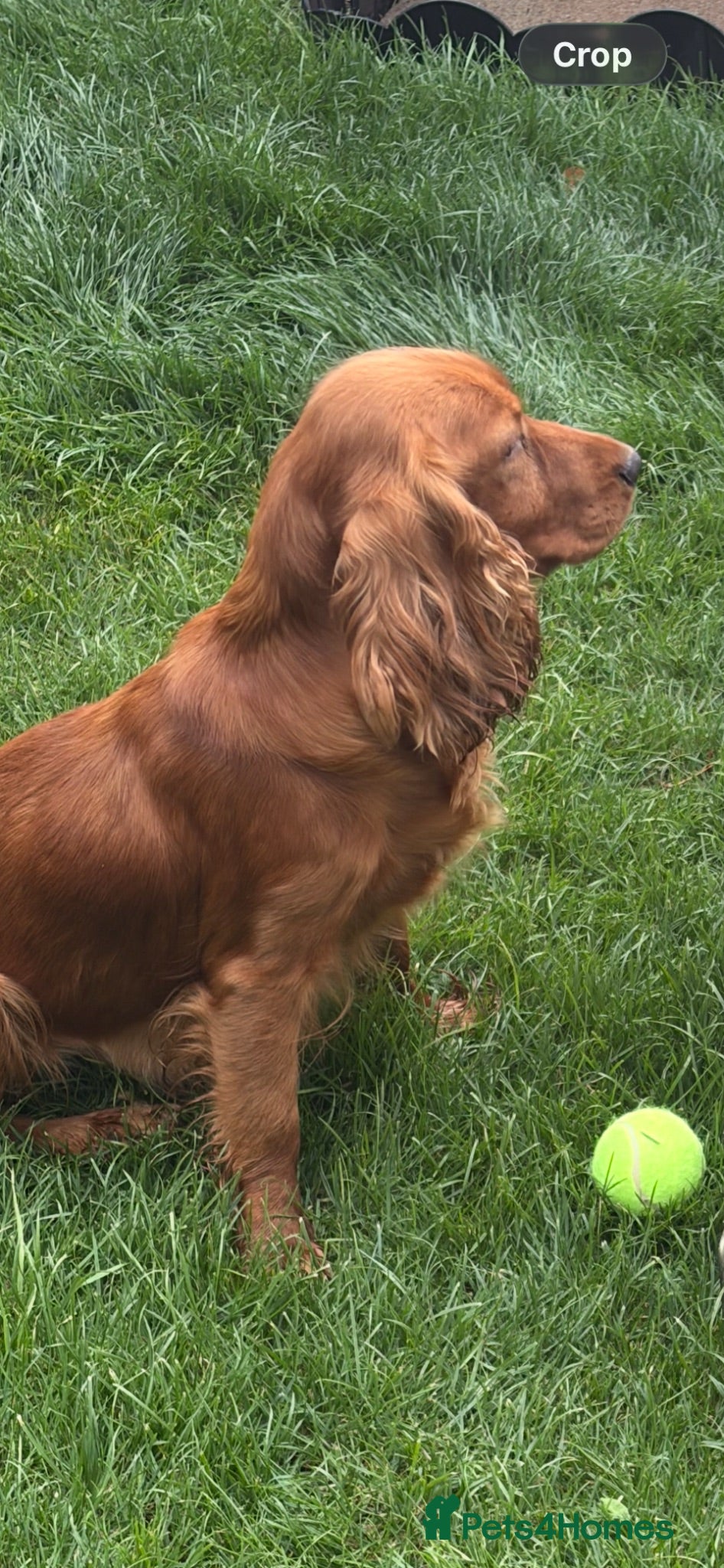 Cocker Spaniel dogs Cocker spaniel show puppy’s  - Advert 1