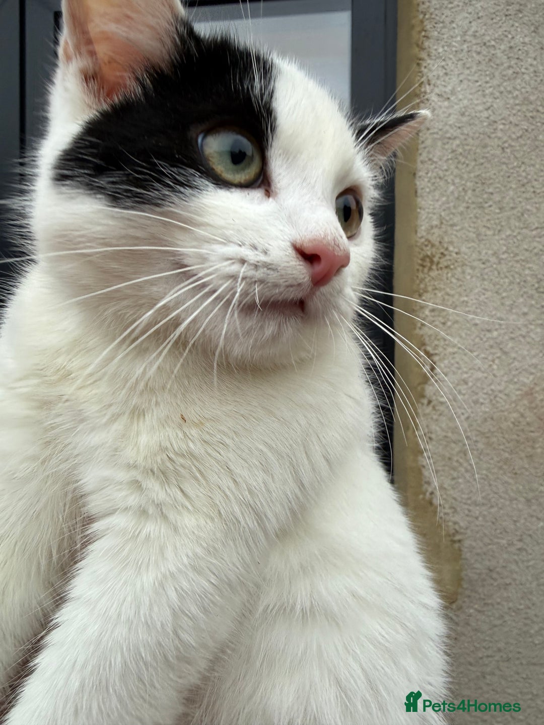 Mixed Breed cats for sale: Kittens ready today 😻 - Advert 8