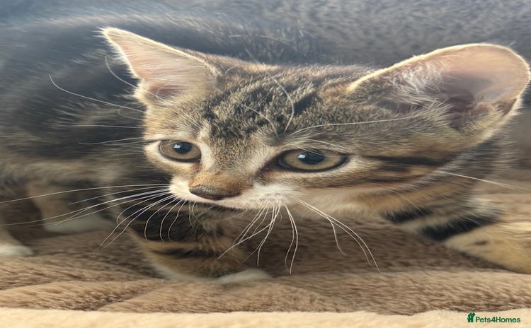 Mixed Breed cats - Advert 3