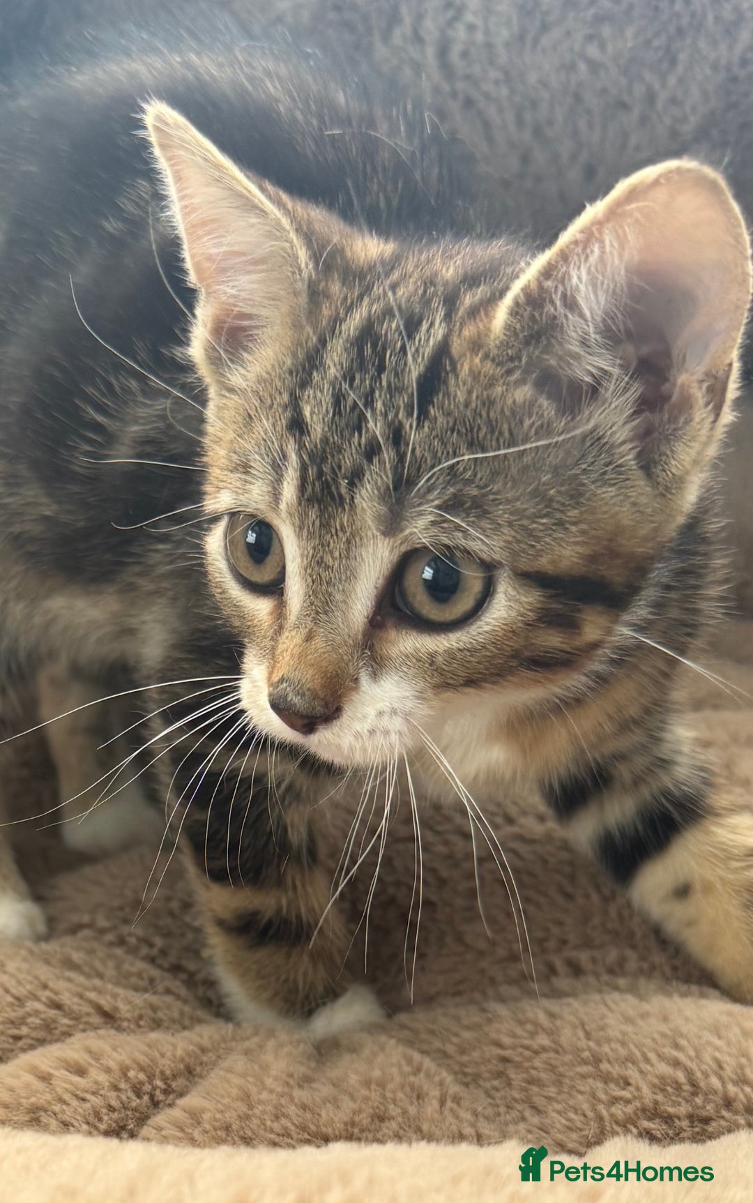 Mixed Breed cats for sale: Super friendly kittens ready now  - Image 1