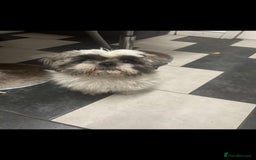 Shih Tzu dogs for sale: Shih Tzu puppies - Image 6