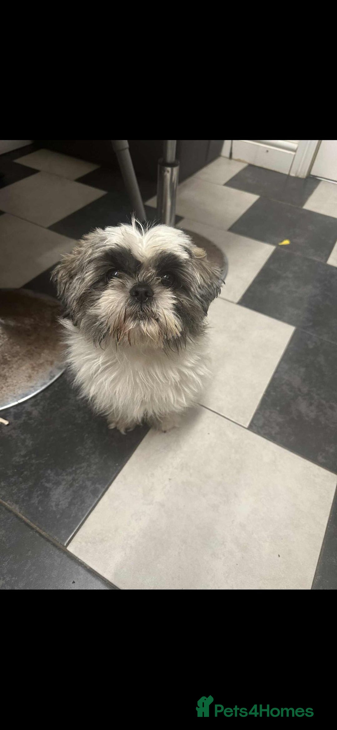 Shih Tzu dogs for sale: Shih Tzu puppies - Image 6