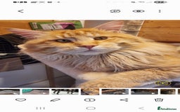 Maine Coon cats for sale: Pedigree GCCF Registered Maincoon Kittens - Image 14