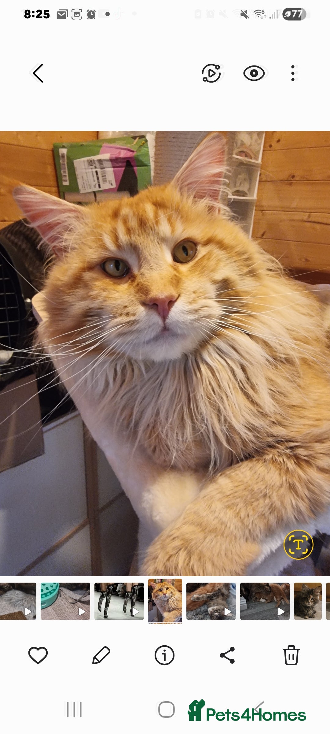 Maine Coon cats for sale: Pedigree GCCF Registered Maincoon Kittens - Image 14