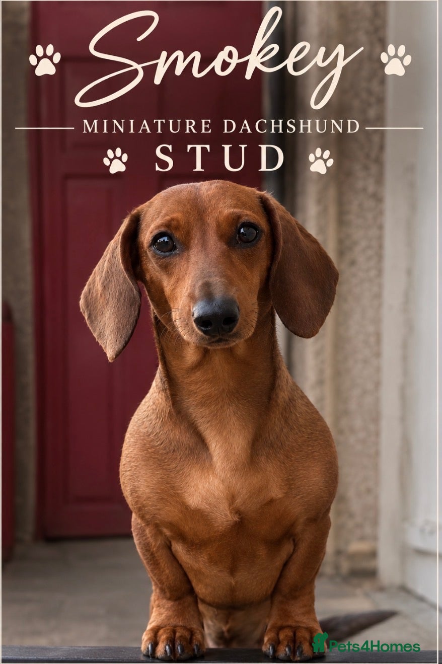 Miniature Dachshund dogs for stud: 🐾Red mini dachshund stud🐾 - Advert 11