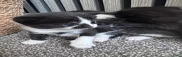 Mixed Breed cats for sale: Beautiful kittens needing new homes  - Advert 4