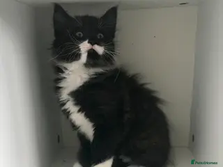 Mixed Breed cats 1 kitten available 24/4/26 today - Advert 2