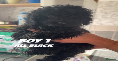 Toy Poodle dogs - Advert 5