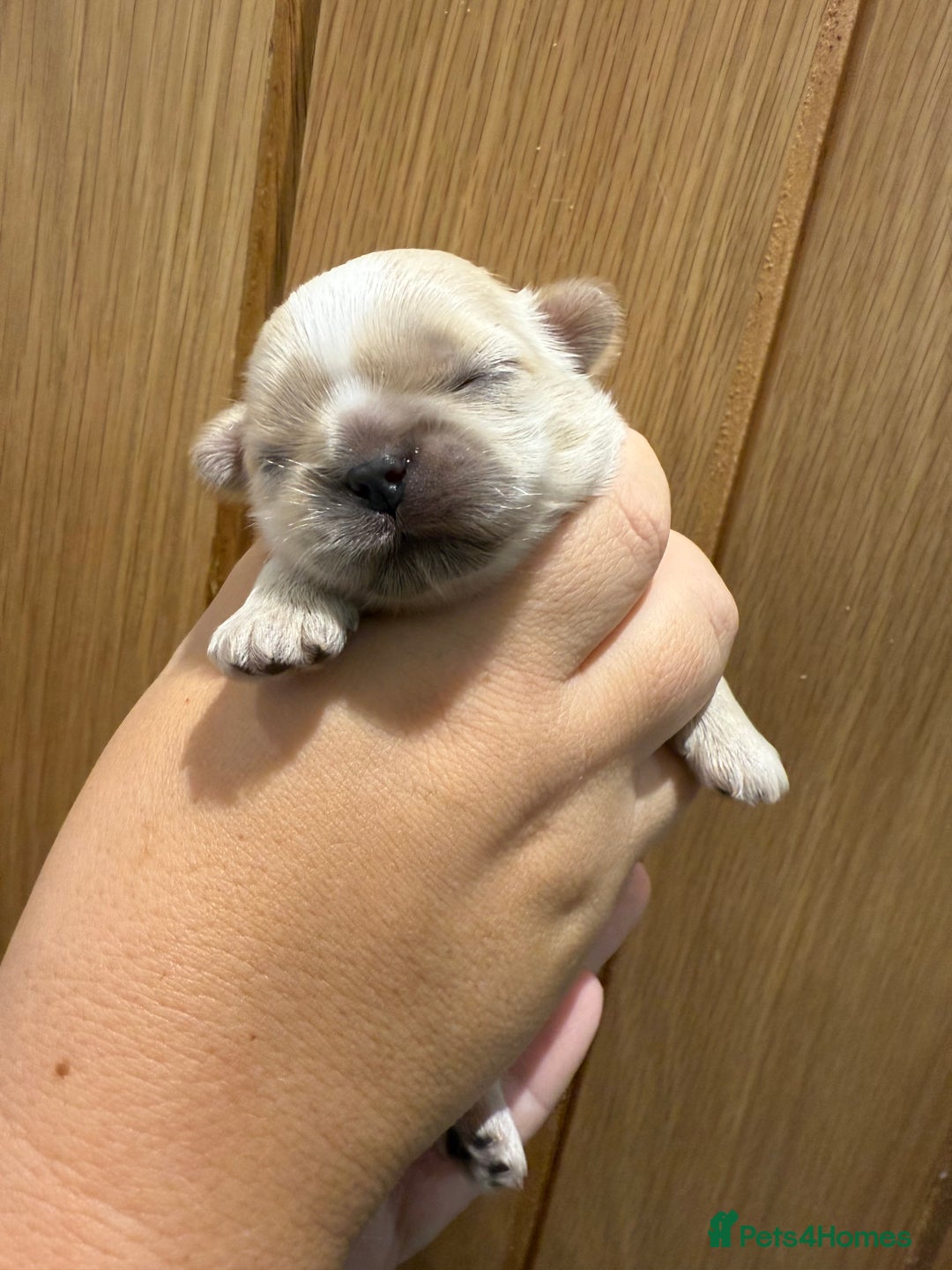 Shih Tzu dogs for sale: Beautiful litter of Imperial shih tzu’s  - Image 4