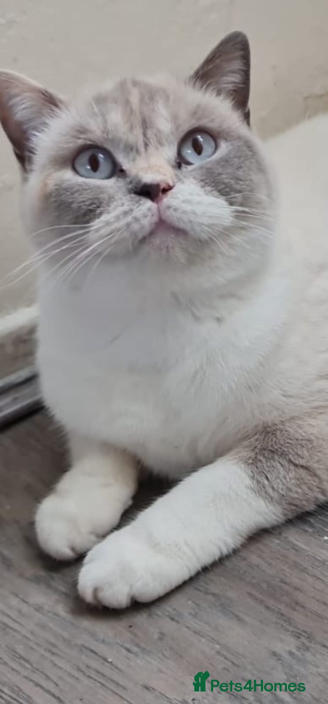 British Shorthair cats for sale: Pure British shorthair female spayed  - Advert 2