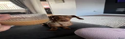Dachshund dogs for stud: Miniature Dachshund for stud  in Newbiggin-by-the-Sea - Advert 4