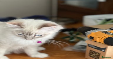 Ragdoll cats - Advert 12