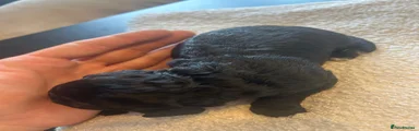 Black Cockapoo 