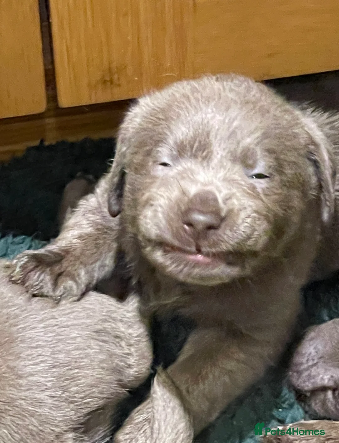 Labrador Retriever dogs for stud: Silver Labrador stud in Ware - Advert 3