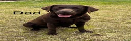 Labrador Retriever dogs for sale: STUNNING Chocolate Labrador Puppies  - Advert 3
