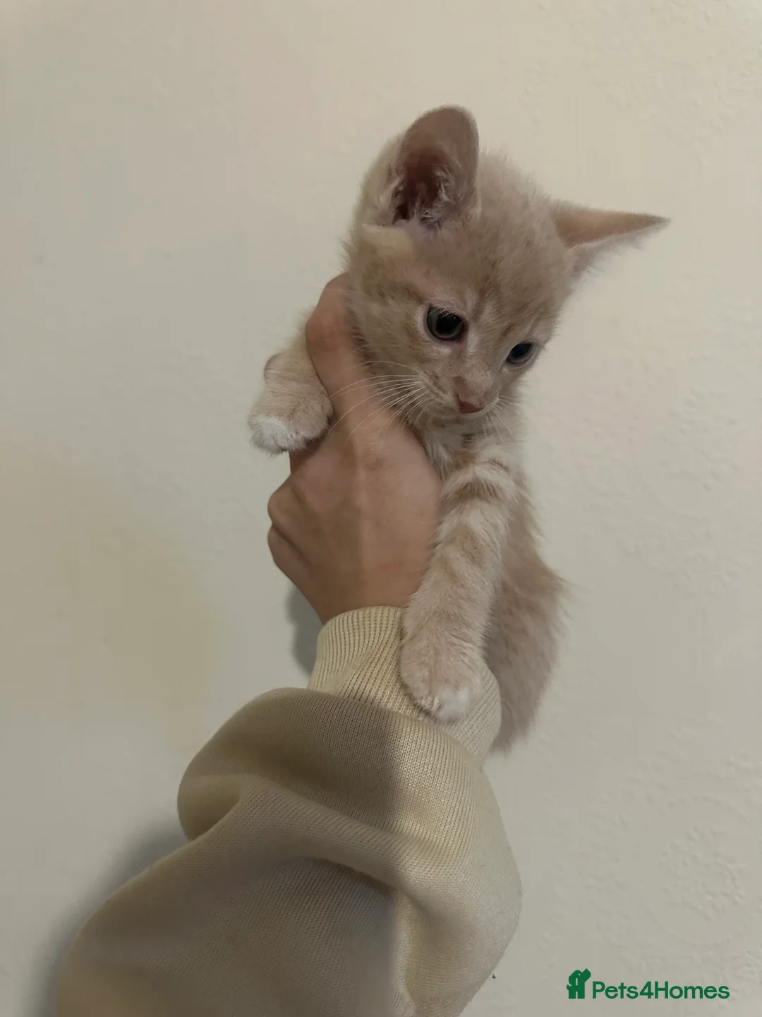 Mixed Breed cats for sale: Hi here is a beautiful kittens  - Advert 2