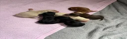 Cockapoo dogs for sale: F2 cockapoos - Advert 5