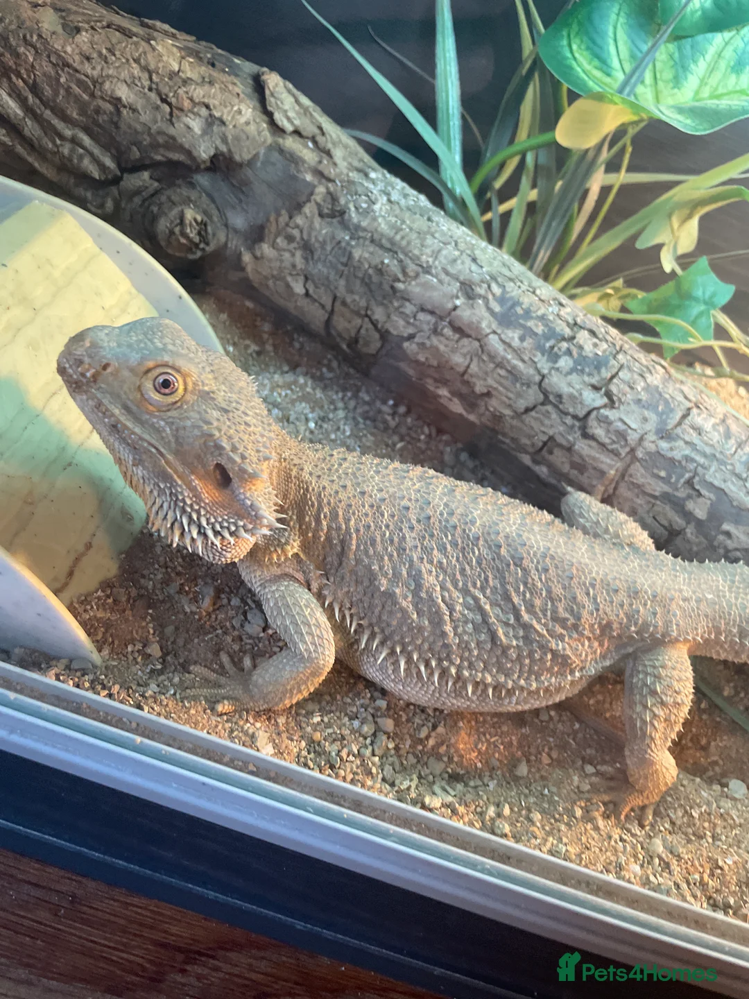 Bearded Dragon reptiles for sale: Female bearded dragon - Advert 2