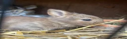 Mixed Breed rabbits for sale: Baby rabbits  - Advert 6