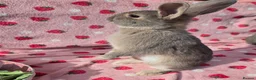 Mixed Breed rabbits for sale: 4 very tame Blue fawn plush mini lop rabbit - Advert 11