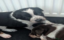 Border Collie dogs for sale: Collie mix puppies looking for their families! - Image 40
