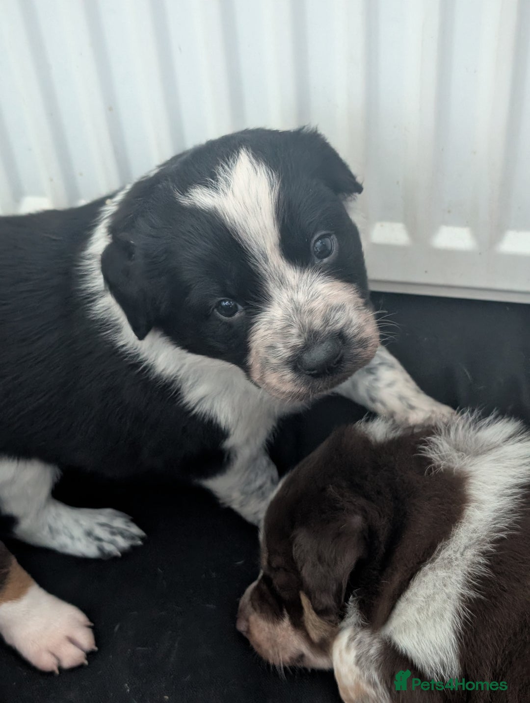 Border Collie dogs for sale: Collie mix puppies looking for their families! - Image 40
