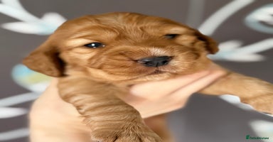 Cocker Spaniel dogs - Advert 3