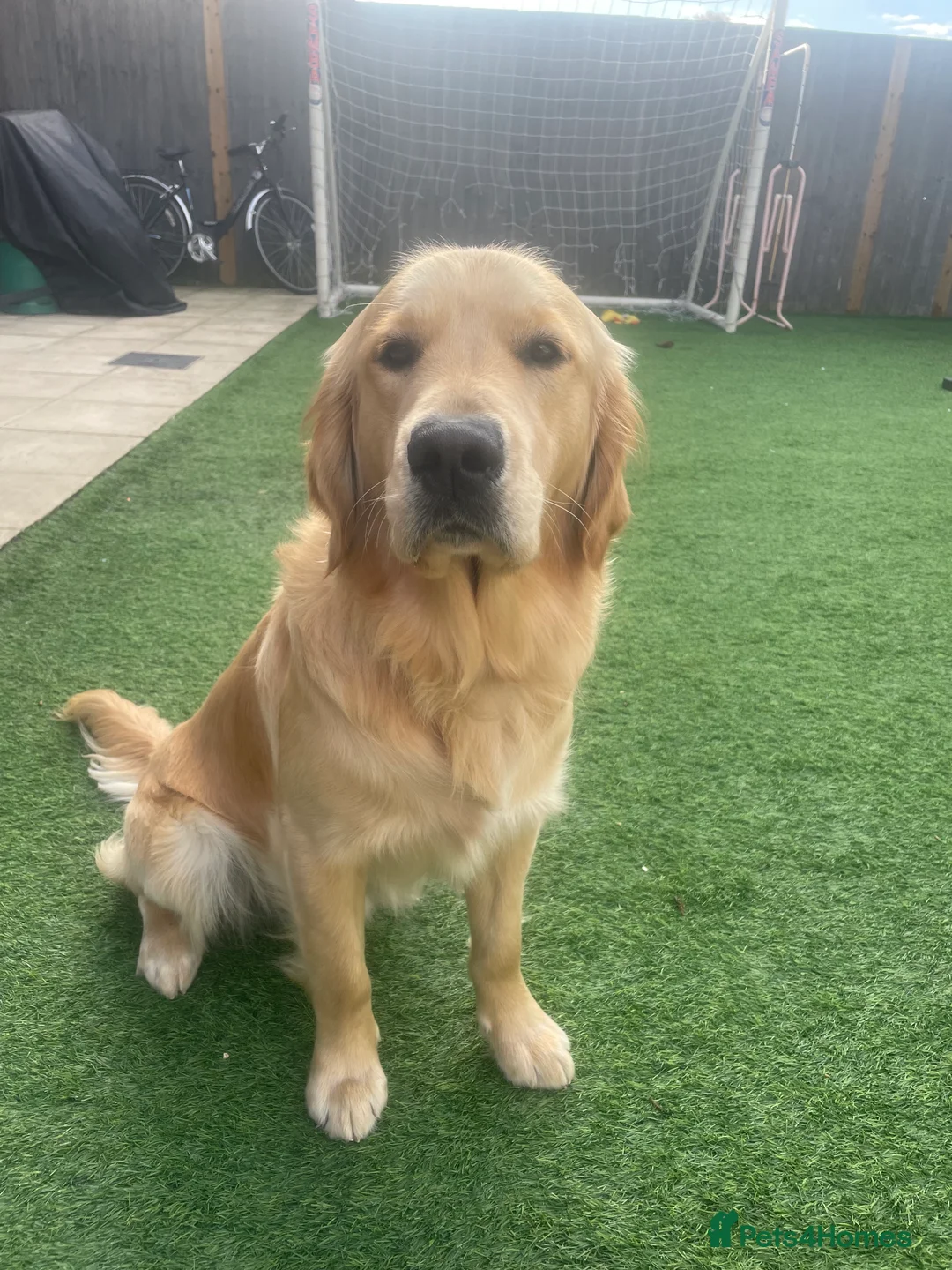 Golden Retriever dogs for stud: Golden Retriever for stud  - Advert 2