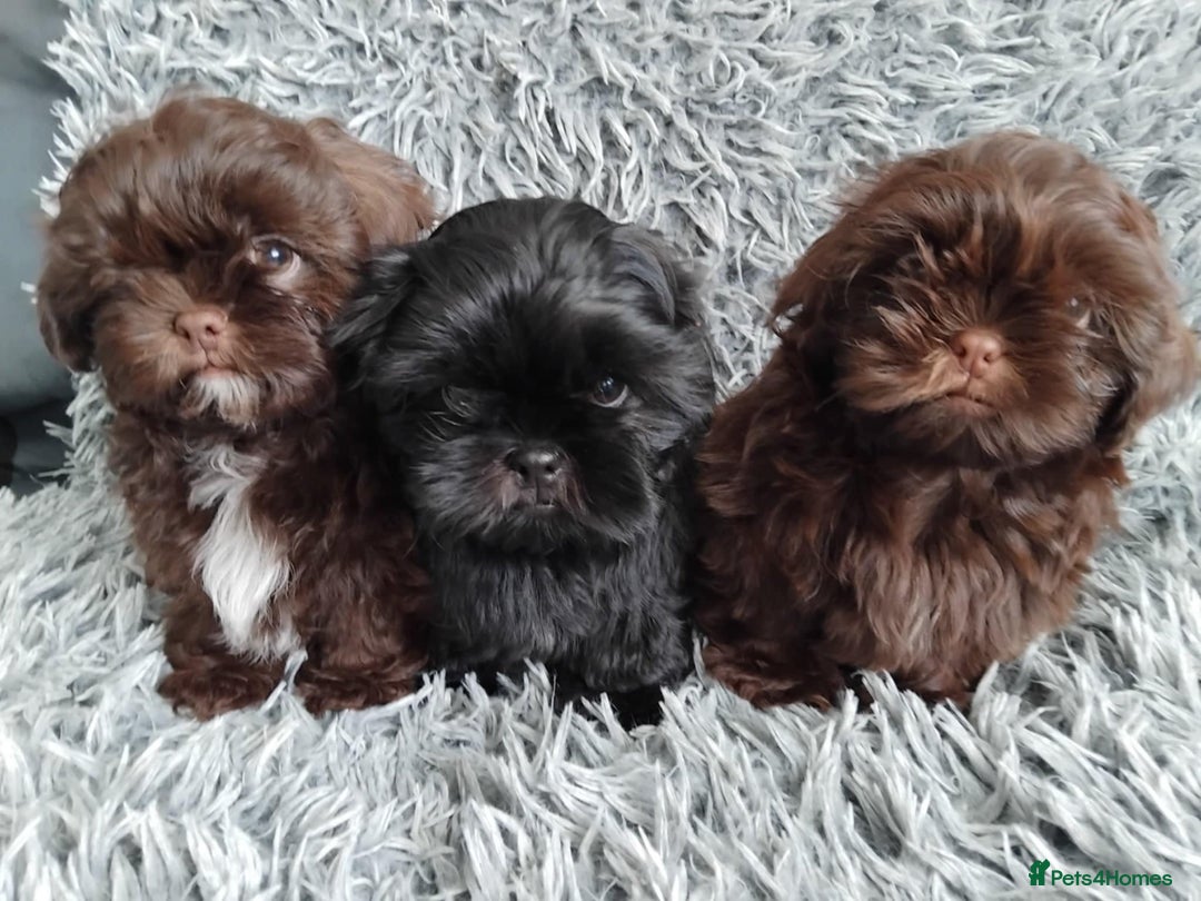 Shih Tzu dogs for sale: Beautiful shih tzu babies  - Advert 14