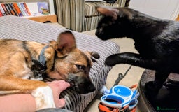 Mixed Breed dogs for adoption: Polo  - Image 7