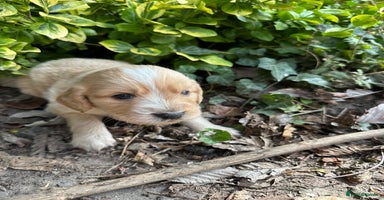 Mixed Breed dogs - Advert 6