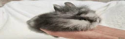 Lionhead rabbits for sale: Double mane lionhead rabbits - Advert 4