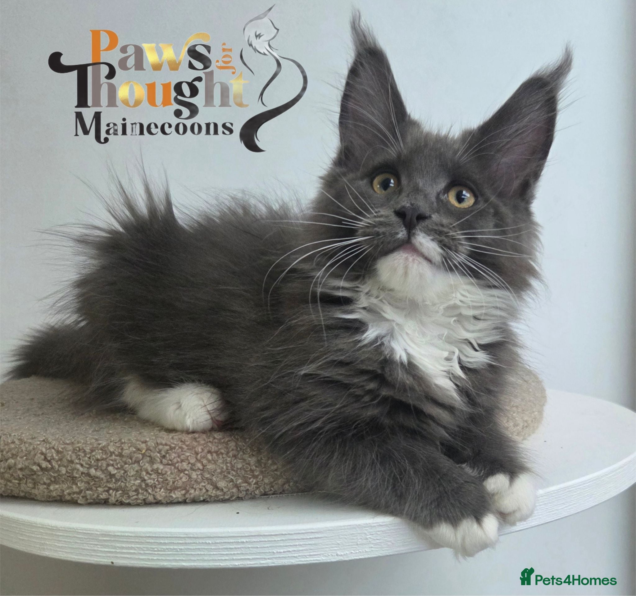 Maine Coon cats Top quality Mainecoon girls..Tica reg  - Advert 6
